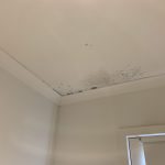 Mould Removal