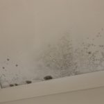 Mould Removal